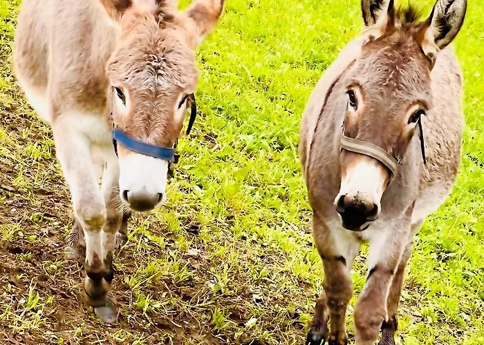 Albeinelerhof Apartment Arzl im Pitztal