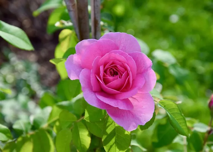 Apartment Albeinelerhof *