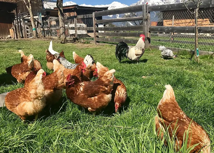 Albeinelerhof * Arzl im Pitztal