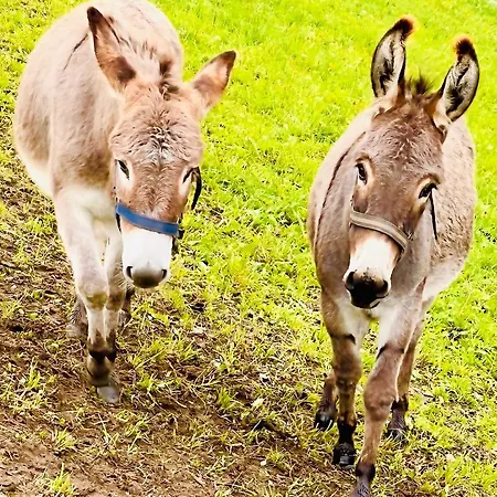 Albeinelerhof Apartament Arzl im Pitztal