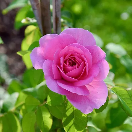 Apartament Albeinelerhof *