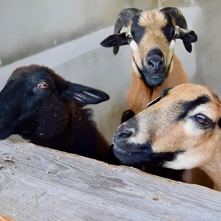 Albeinelerhof * Arzl im Pitztal