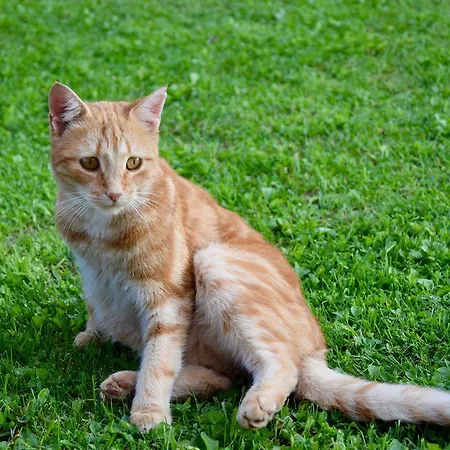 Apartament Albeinelerhof Arzl im Pitztal