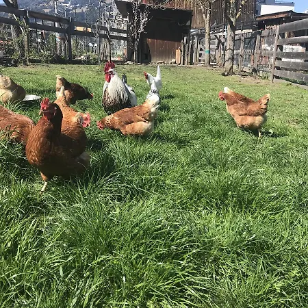 Apartament Albeinelerhof *