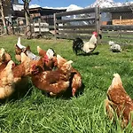 Albeinelerhof * Arzl im Pitztal